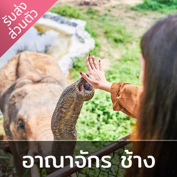 อาณาจักรช้างสมุย เดินชมช้างบนสกายวอล์ก 400 เมตร รวมบริการรถรับส่งไป-กลับ